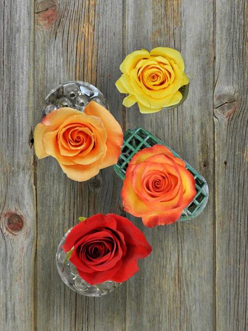 125 Freedom & 125 Fall Color Roses  Assorted Combo Box